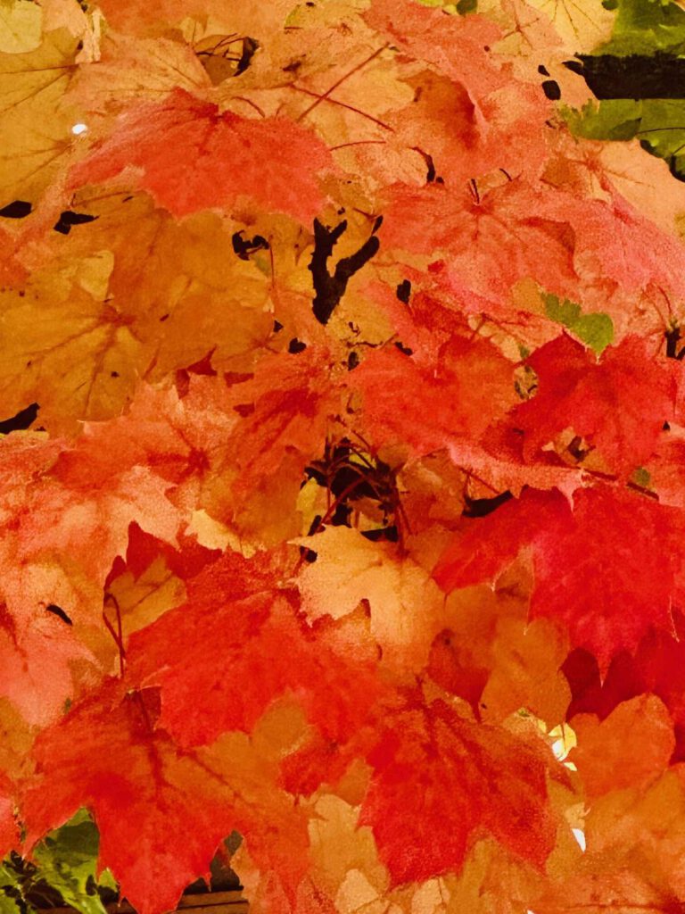 Blätter, Laub im Herbst